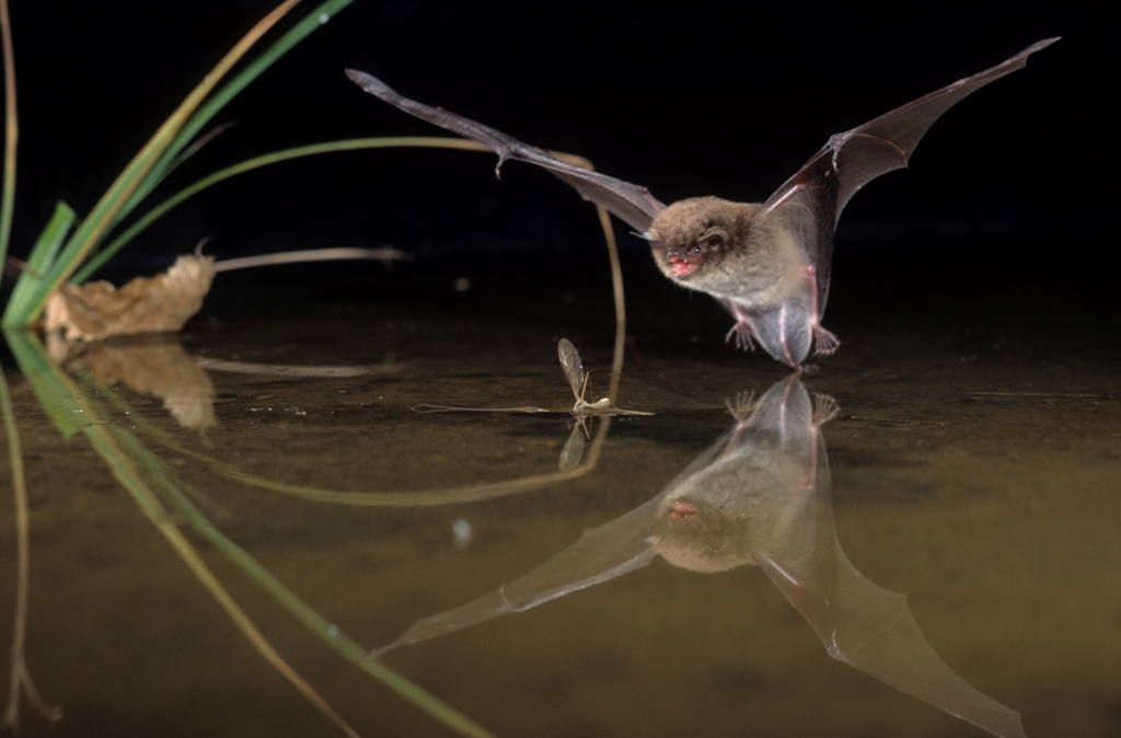 Arten in Ostbayern FledermausBayern